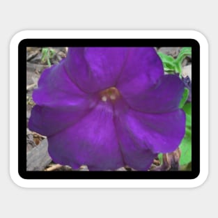 Purple Flower Sticker